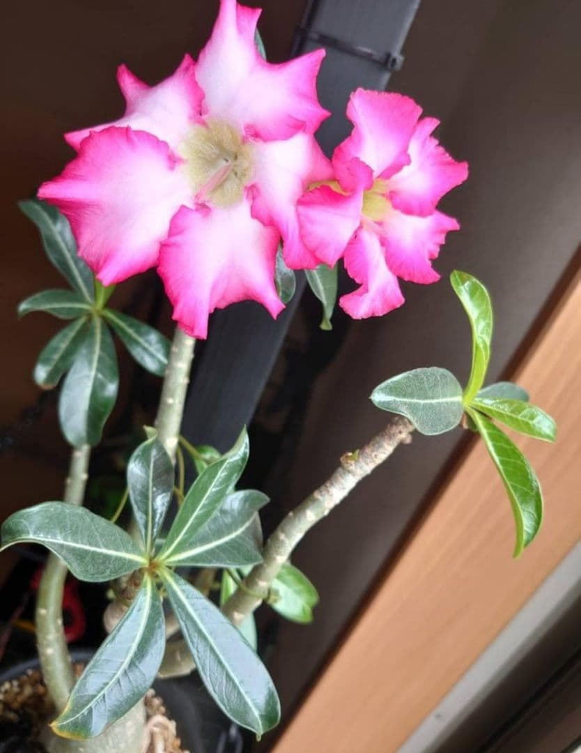 塊根植物 アデニウム