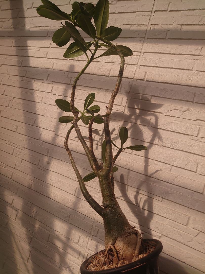塊根植物 アデニウム