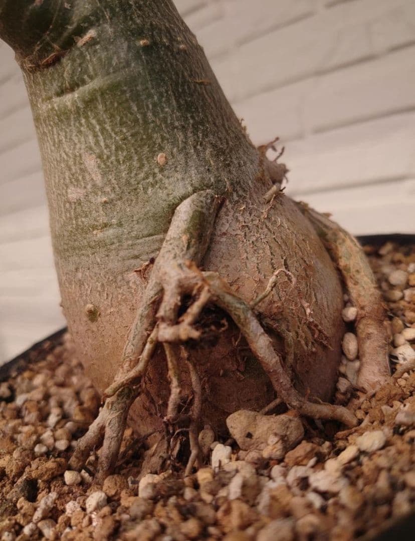 塊根植物 アデニウム