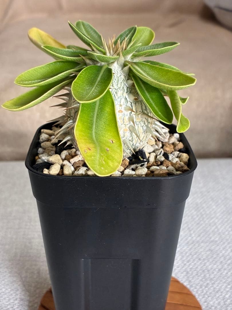 ②【速達・鉢ごと】パキポディウム　恵比寿笑い　実生