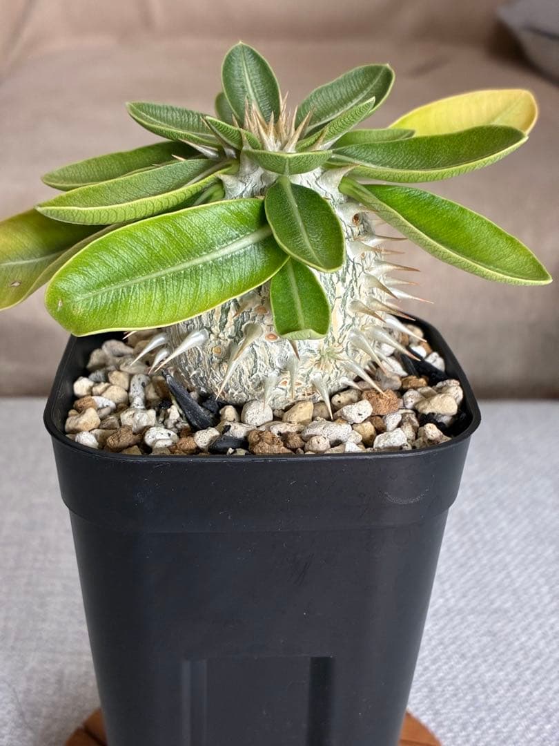 ②【速達・鉢ごと】パキポディウム　恵比寿笑い　実生