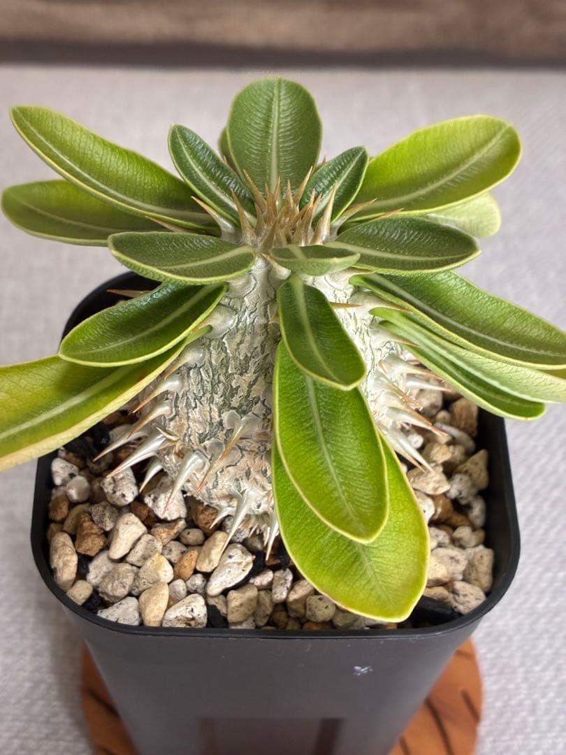 ②【速達・鉢ごと】パキポディウム　恵比寿笑い　実生