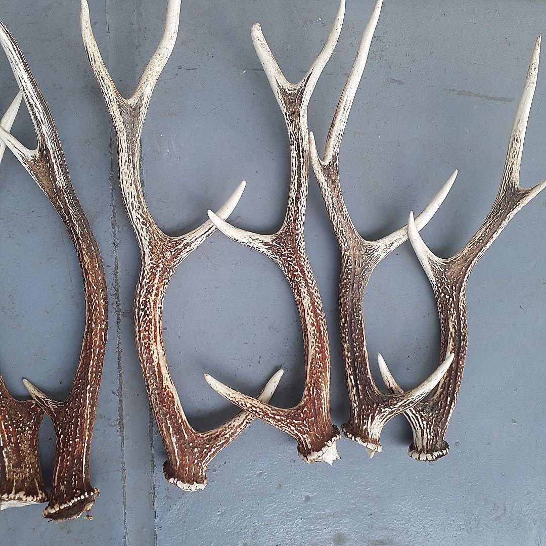 鹿の角 大型個体3頭分 今季モノ