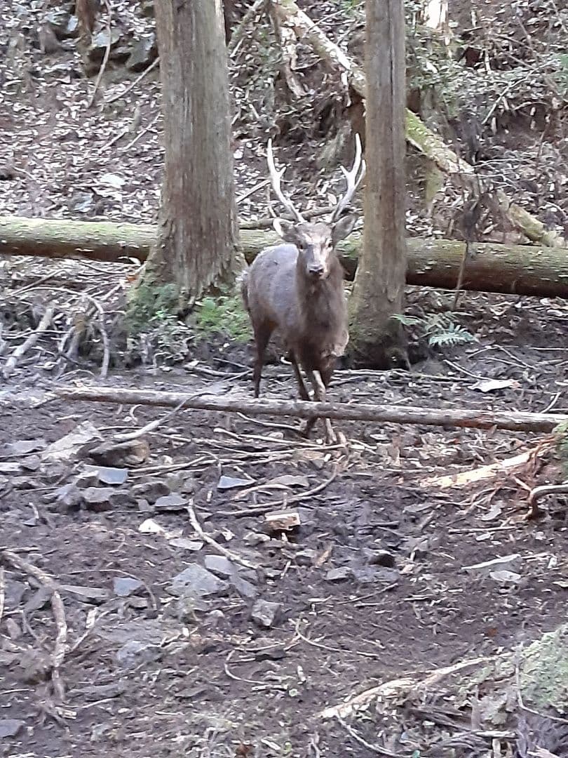 鹿の角 大型個体3頭分 今季モノ