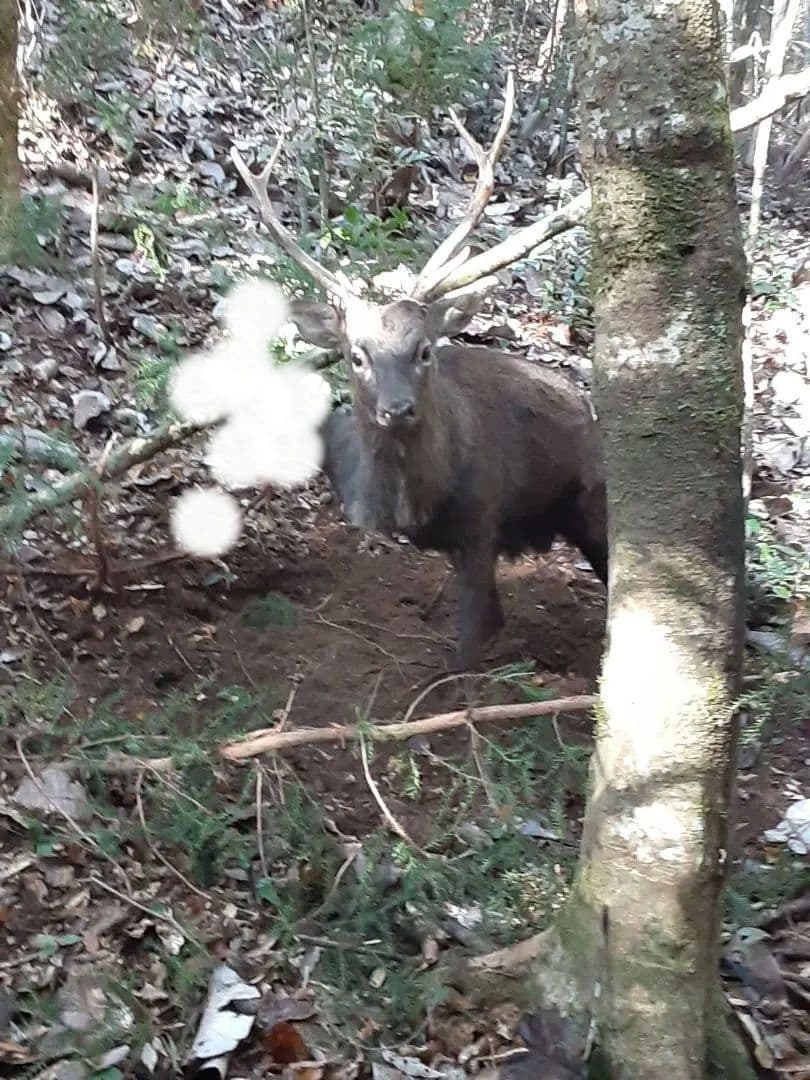 鹿の角 大型個体3頭分 今季モノ