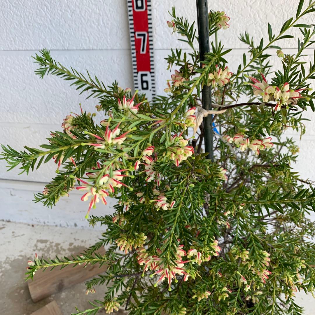 花付き　グレビリア　ジュピリー　グレヴィレア　グレビリア　オージープランツ　24