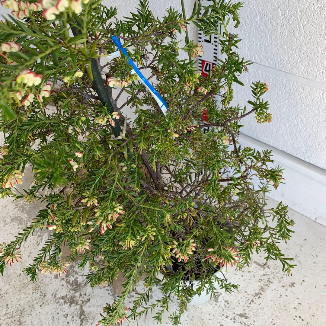 花付き　グレビリア　ジュピリー　グレヴィレア　グレビリア　オージープランツ　24