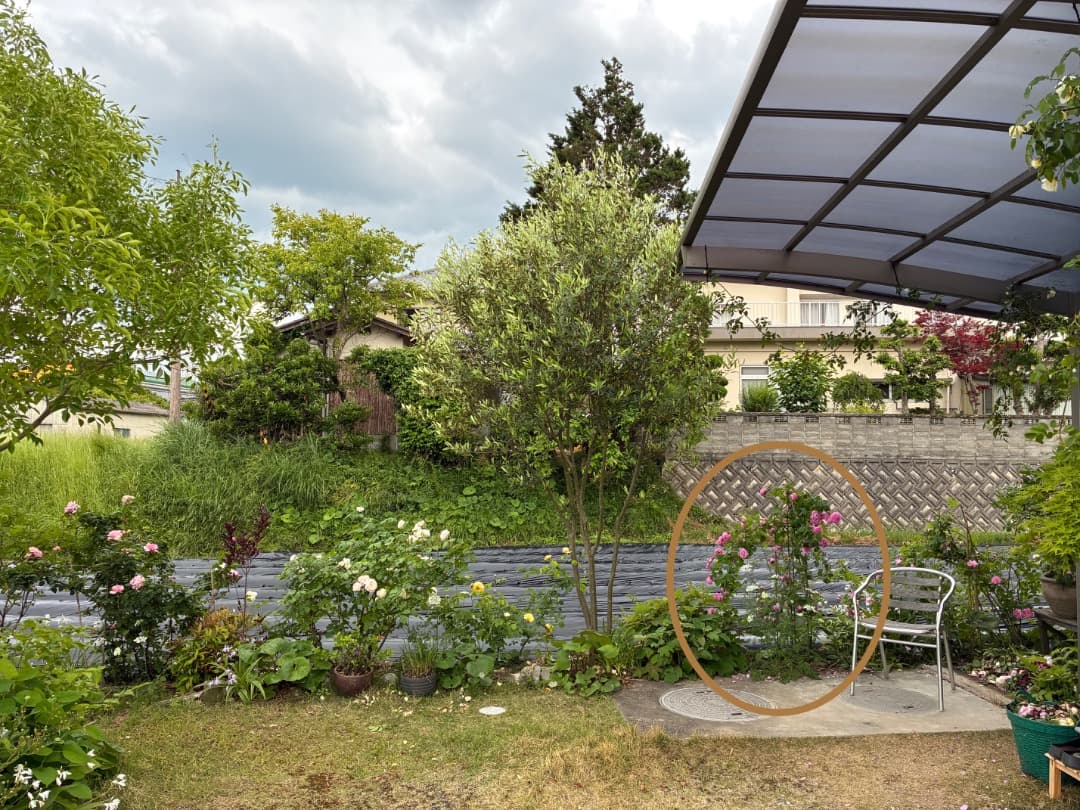 鉢植えバラ【ルイーズ オディエ】オールドローズ