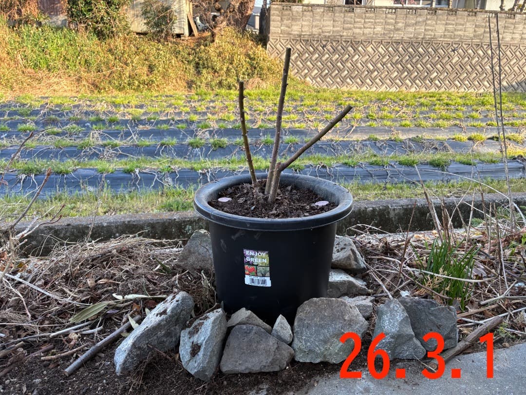 鉢植えバラ【ルイーズ オディエ】オールドローズ