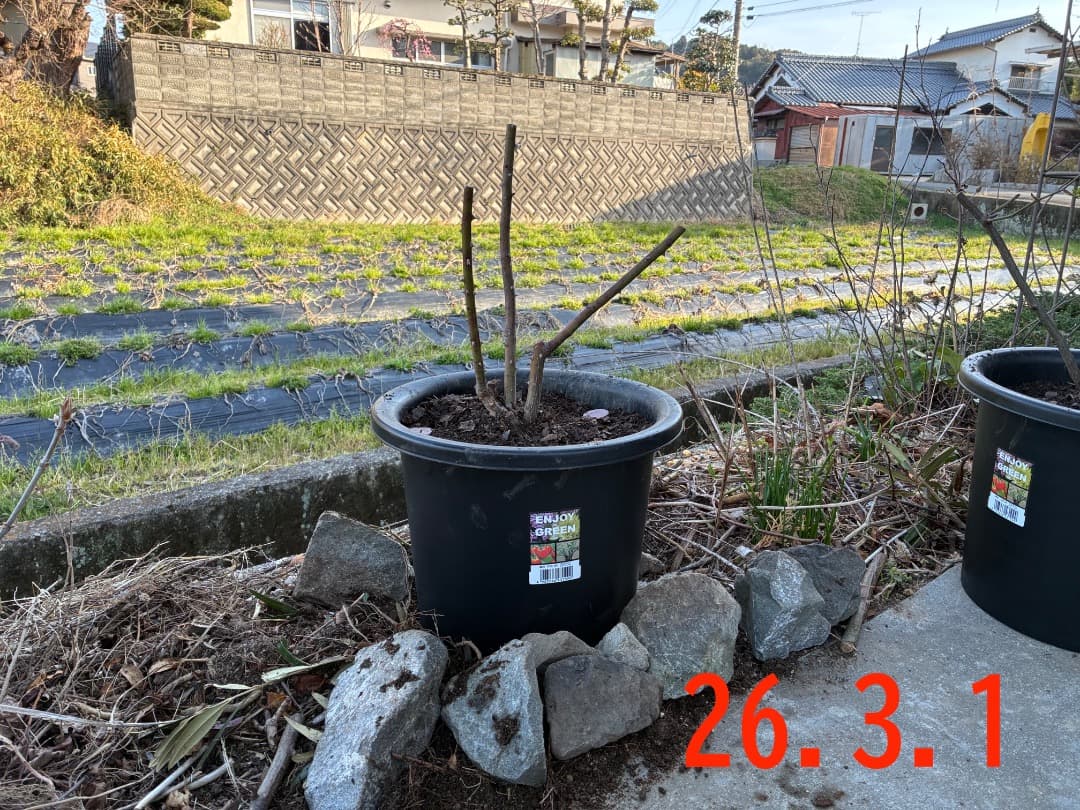 鉢植えバラ【ルイーズ オディエ】オールドローズ