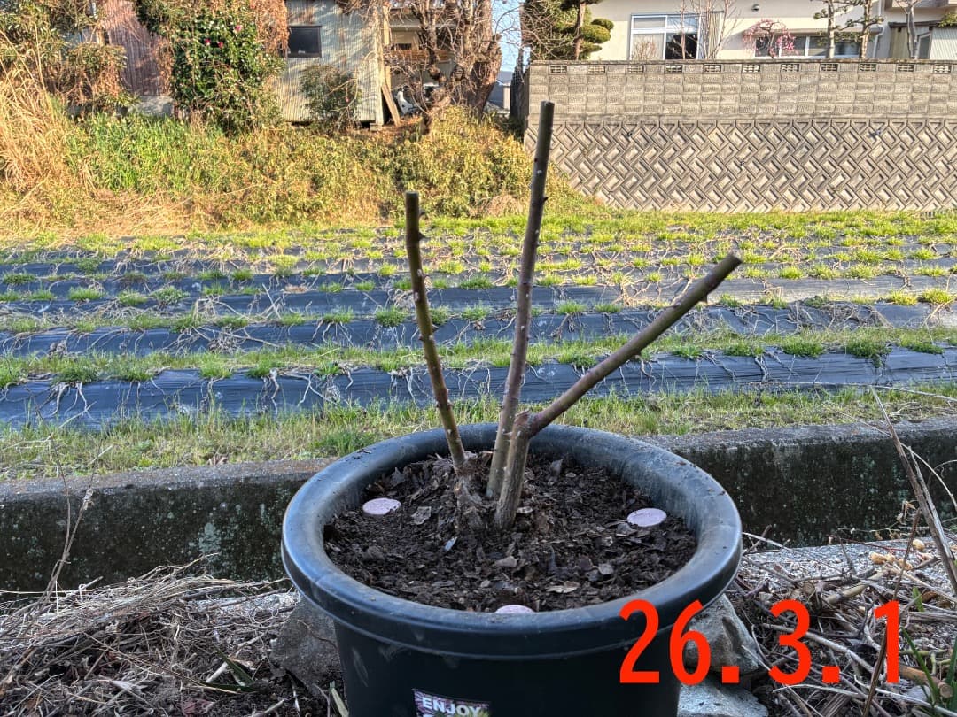 鉢植えバラ【ルイーズ オディエ】オールドローズ