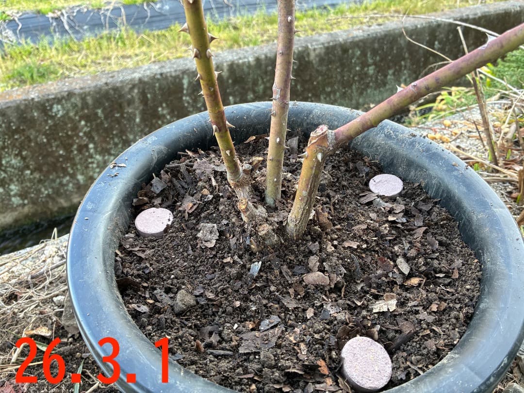 鉢植えバラ【ルイーズ オディエ】オールドローズ