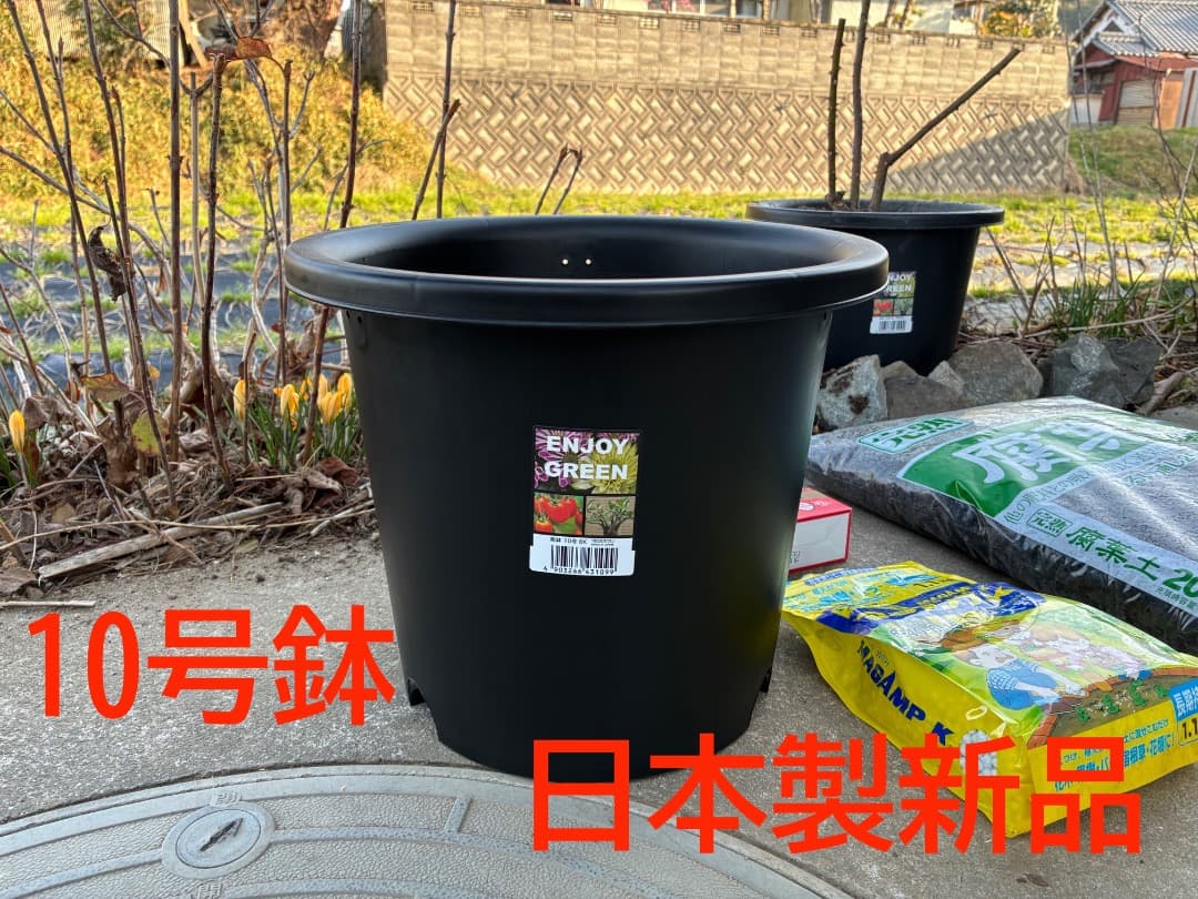 鉢植えバラ【ルイーズ オディエ】オールドローズ