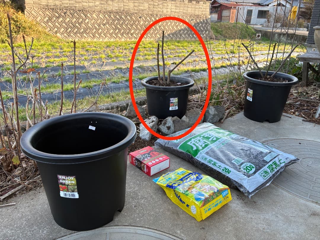 鉢植えバラ【ルイーズ オディエ】オールドローズ