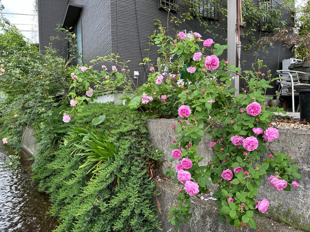 鉢植えバラ【ルイーズ オディエ】オールドローズ