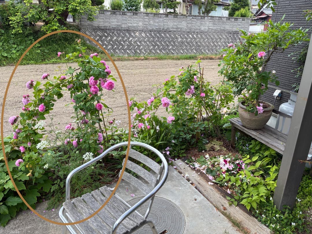 鉢植えバラ【ルイーズ オディエ】オールドローズ