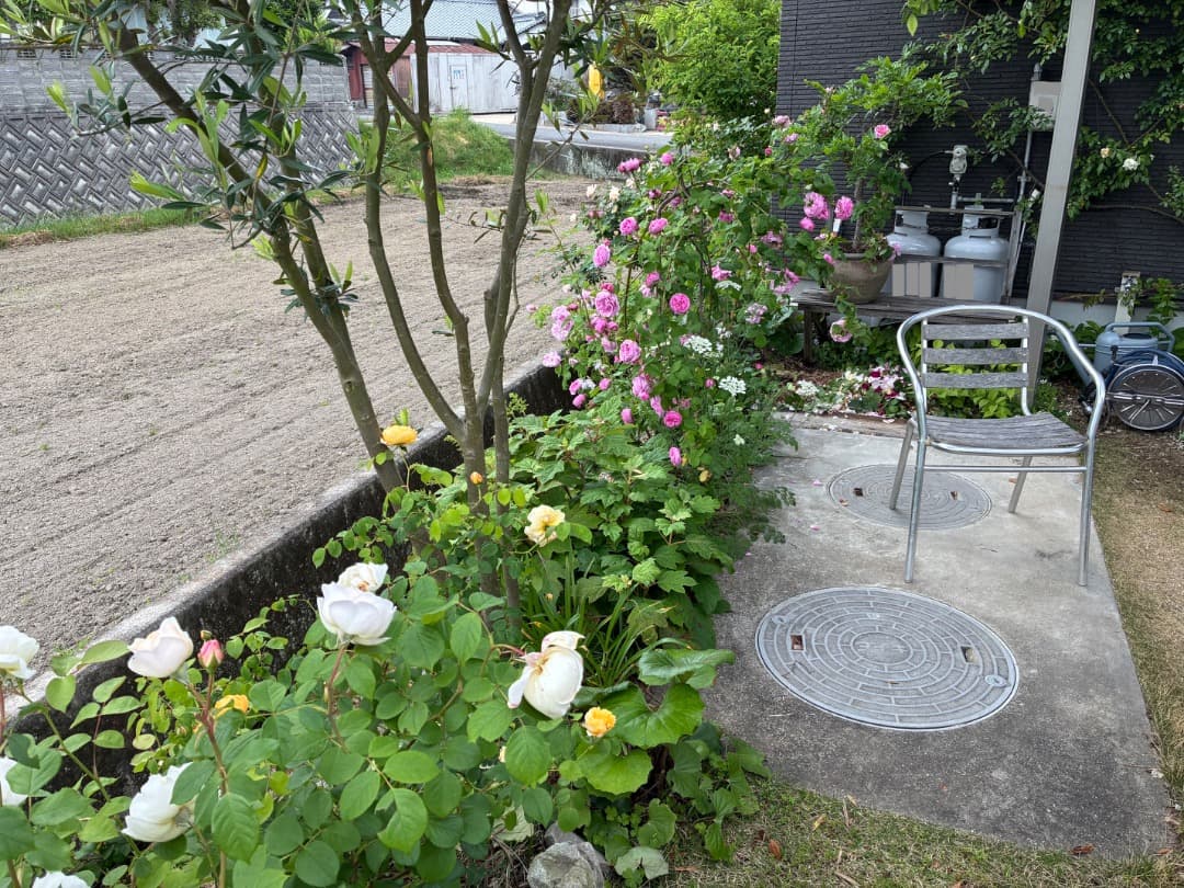 鉢植えバラ【ルイーズ オディエ】オールドローズ