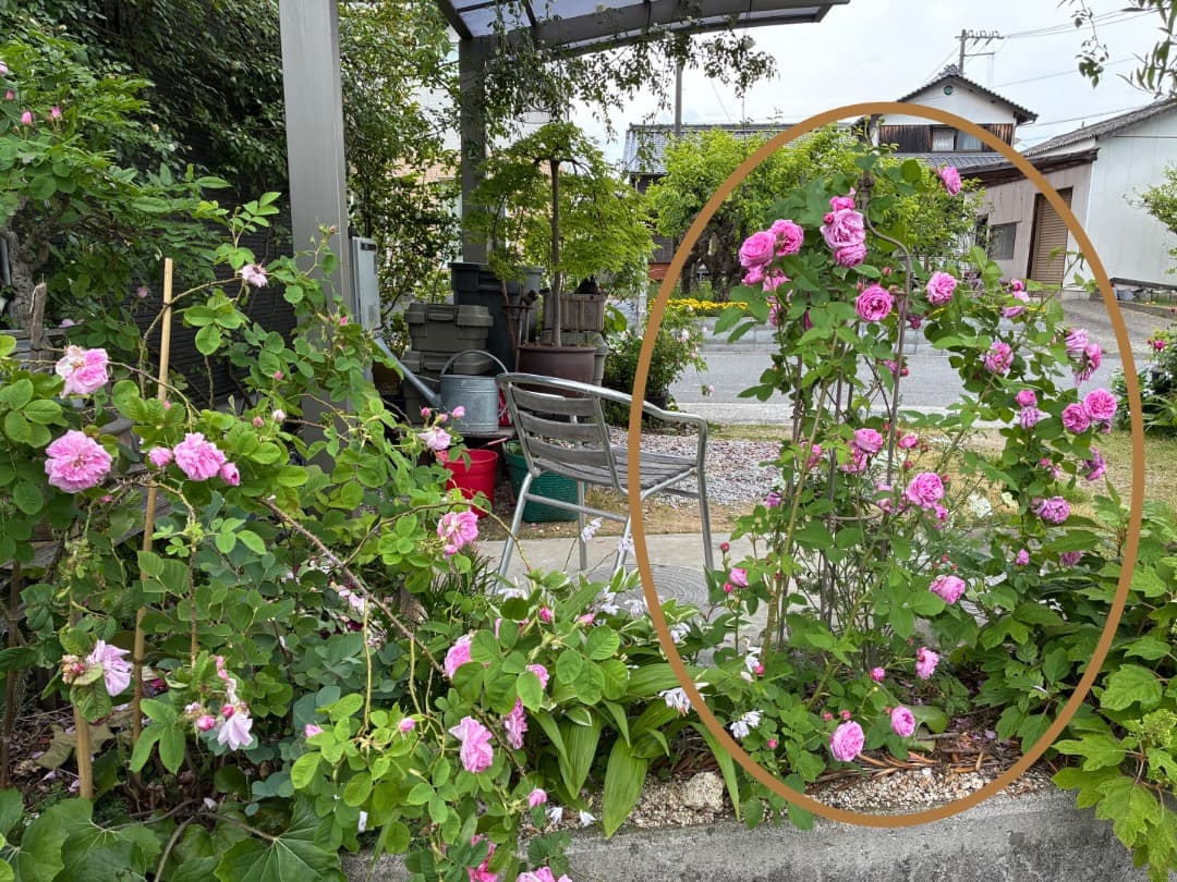鉢植えバラ【ルイーズ オディエ】オールドローズ