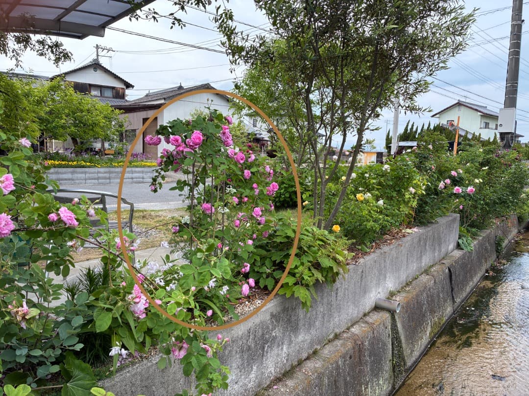 鉢植えバラ【ルイーズ オディエ】オールドローズ