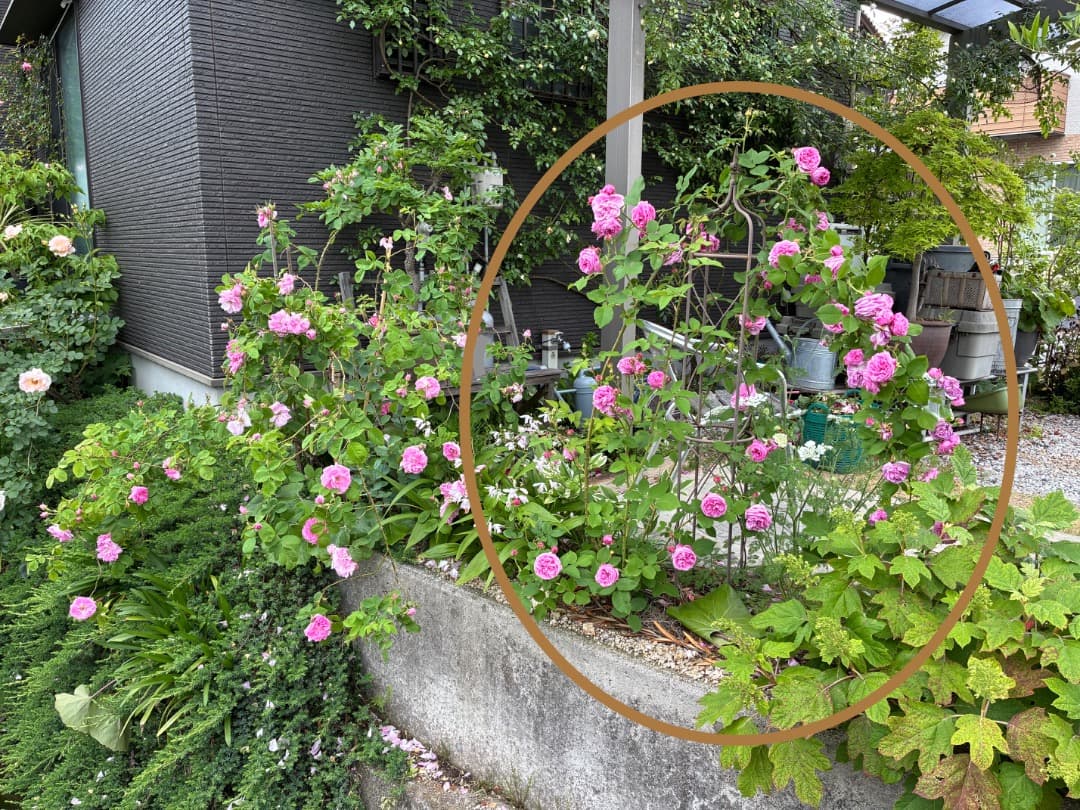 鉢植えバラ【ルイーズ オディエ】オールドローズ