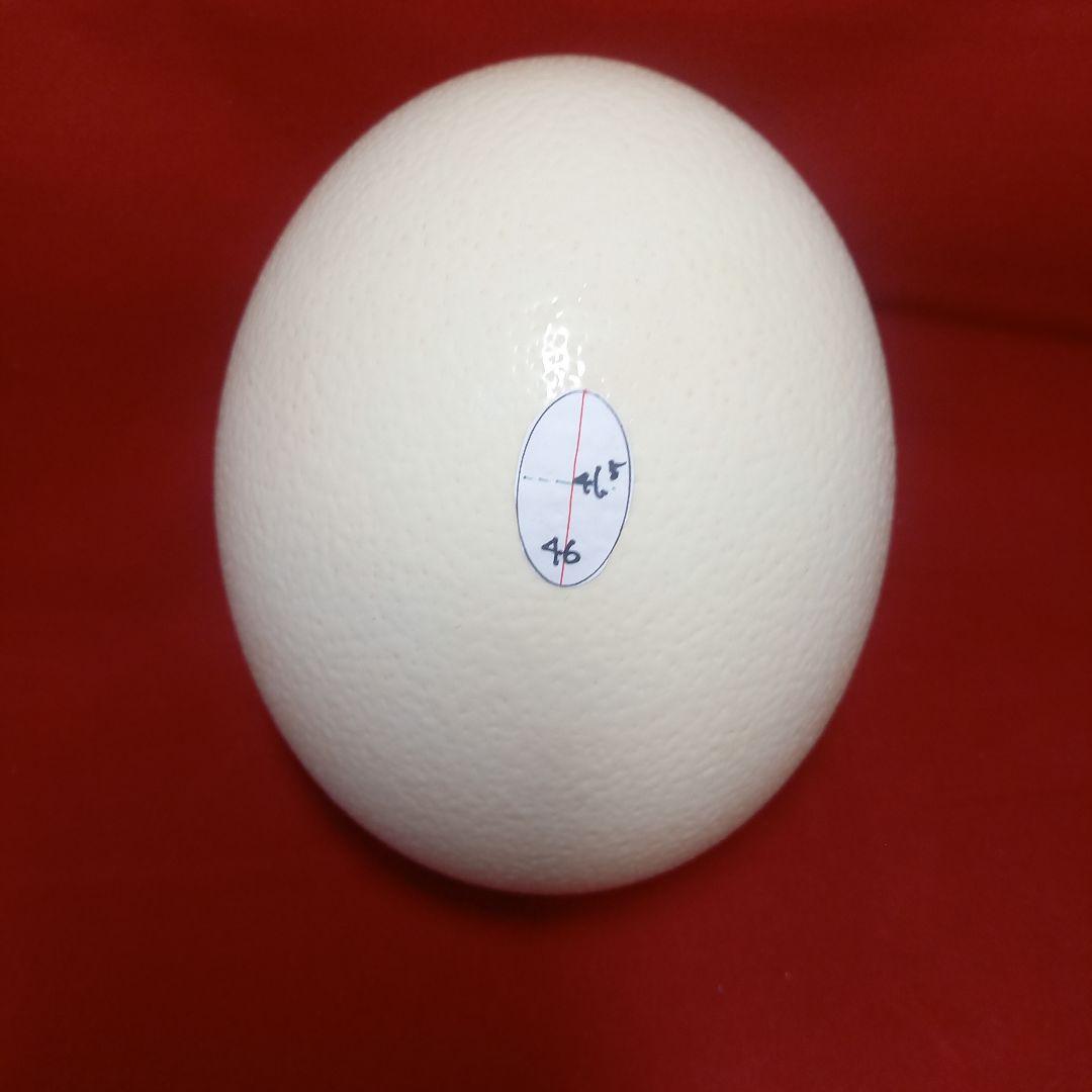 だちょうの卵 肌　艶　シルエットきれいです