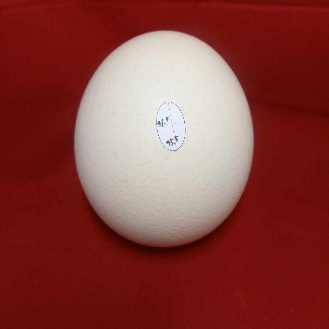 だちょうの卵 肌　艶　シルエットきれいです