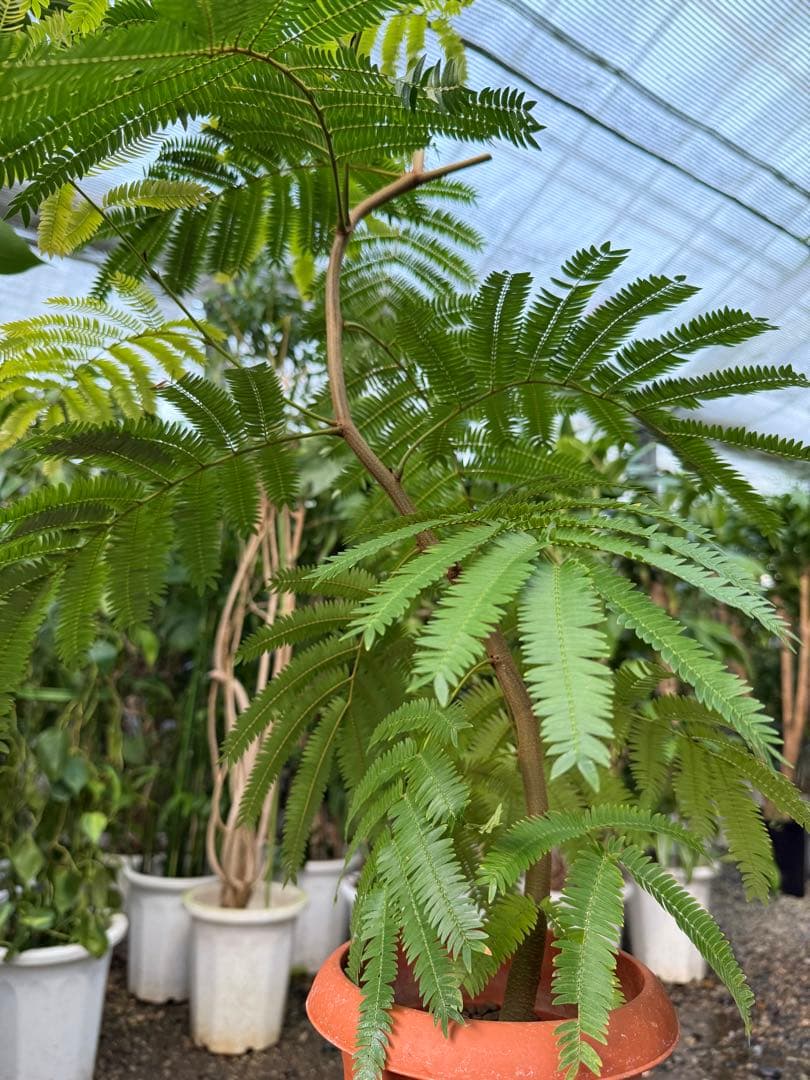 saaaaayo++。依頼品【特級品】エバーフレッシュ曲がり 6号鉢葉多め