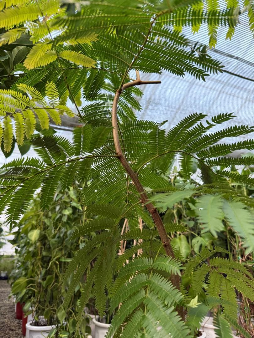 saaaaayo++。依頼品【特級品】エバーフレッシュ曲がり 6号鉢葉多め