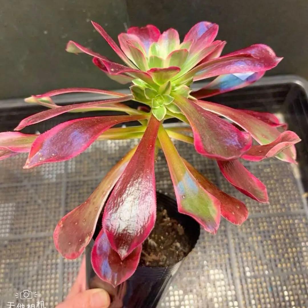 53”#多肉植物アエオニウム錦❤️金絲雀锦❤️1大頭3-5 子芽24cm拔き苗