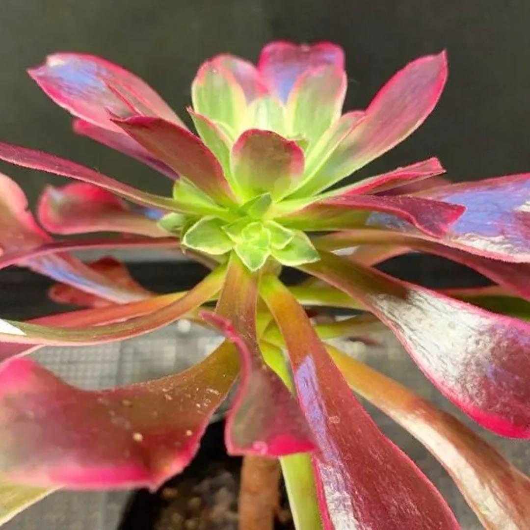 53”#多肉植物アエオニウム錦❤️金絲雀锦❤️1大頭3-5 子芽24cm拔き苗