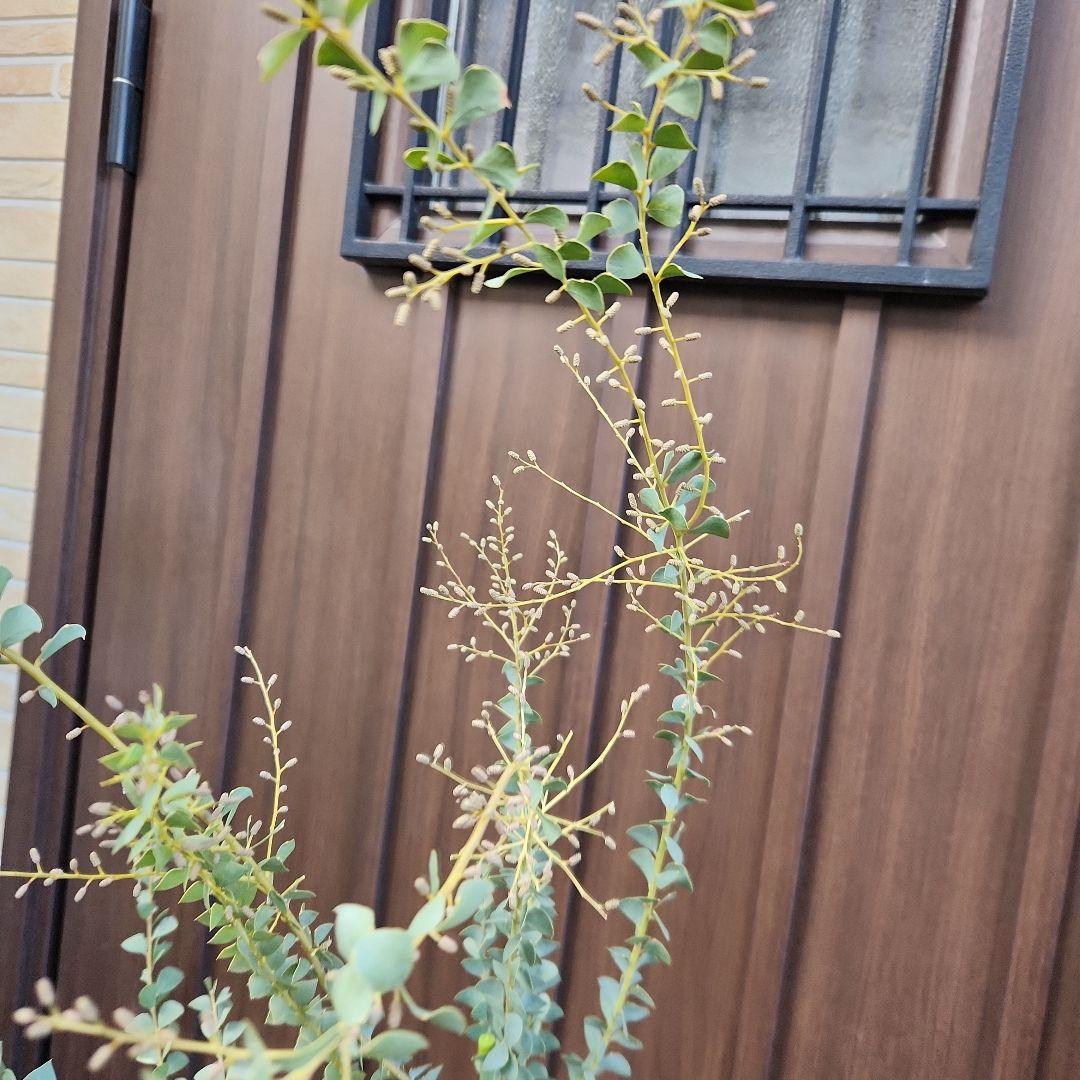 可愛い三角リーフ♡三角葉アカシア　サンカクバアカシア　鉢植え　ミモザ