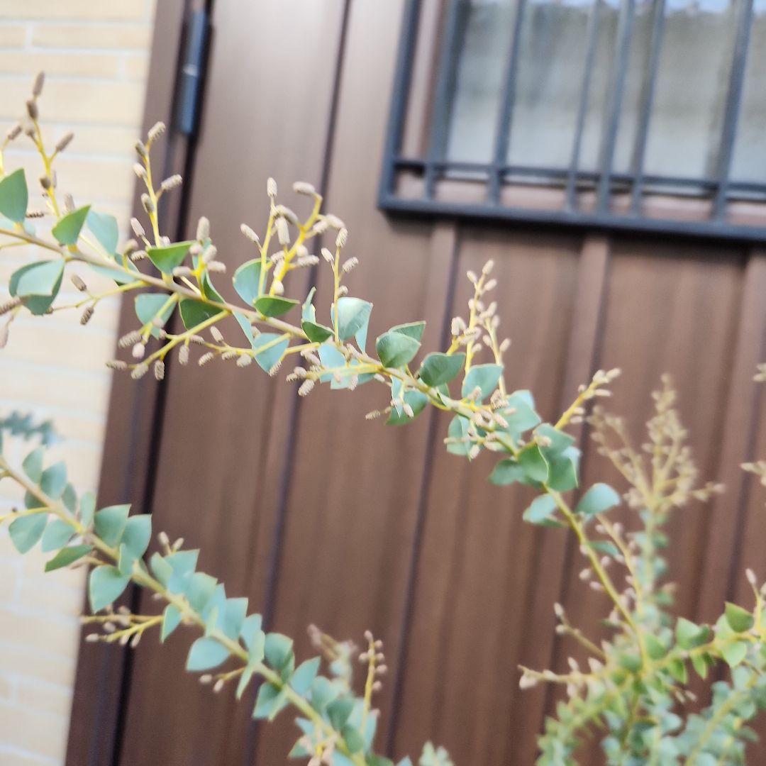 可愛い三角リーフ♡三角葉アカシア　サンカクバアカシア　鉢植え　ミモザ