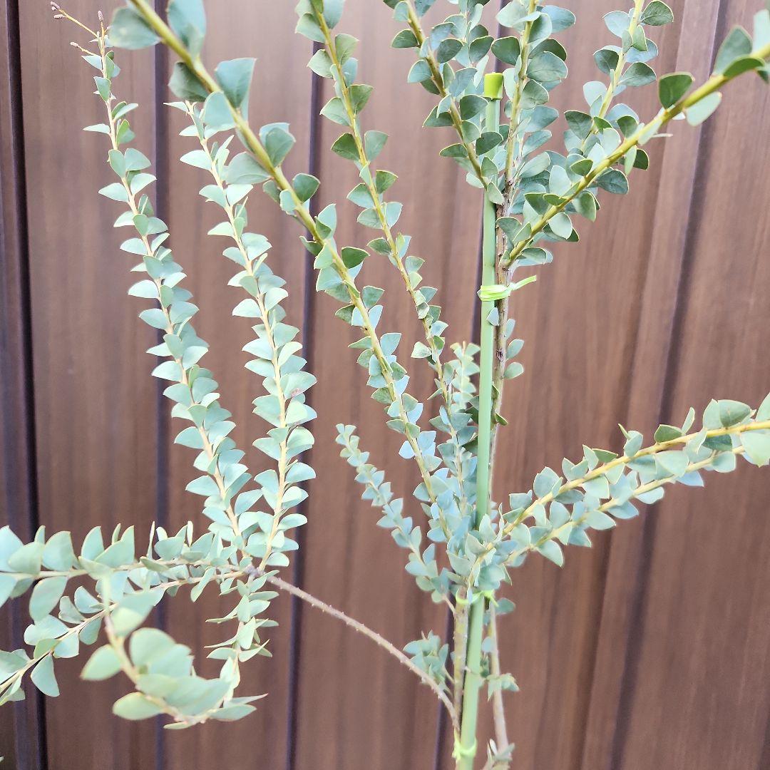 可愛い三角リーフ♡三角葉アカシア　サンカクバアカシア　鉢植え　ミモザ