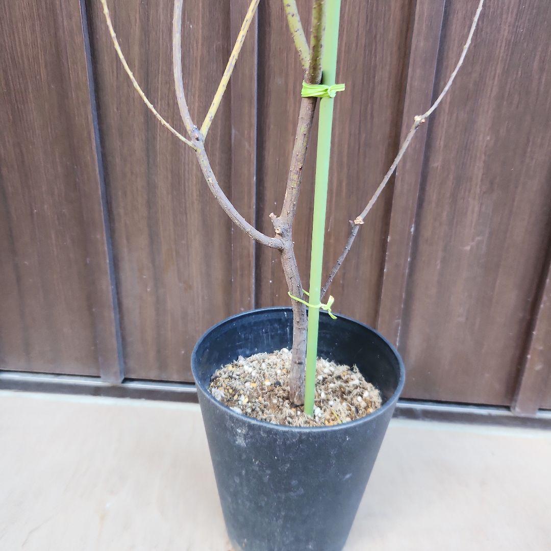 可愛い三角リーフ♡三角葉アカシア　サンカクバアカシア　鉢植え　ミモザ