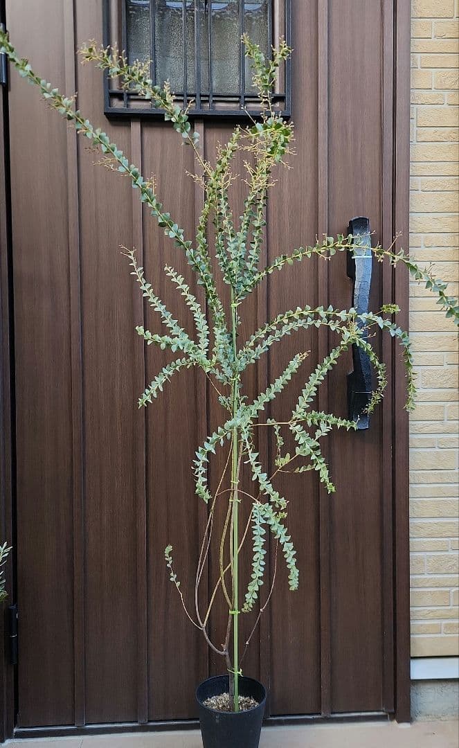 可愛い三角リーフ♡三角葉アカシア　サンカクバアカシア　鉢植え　ミモザ