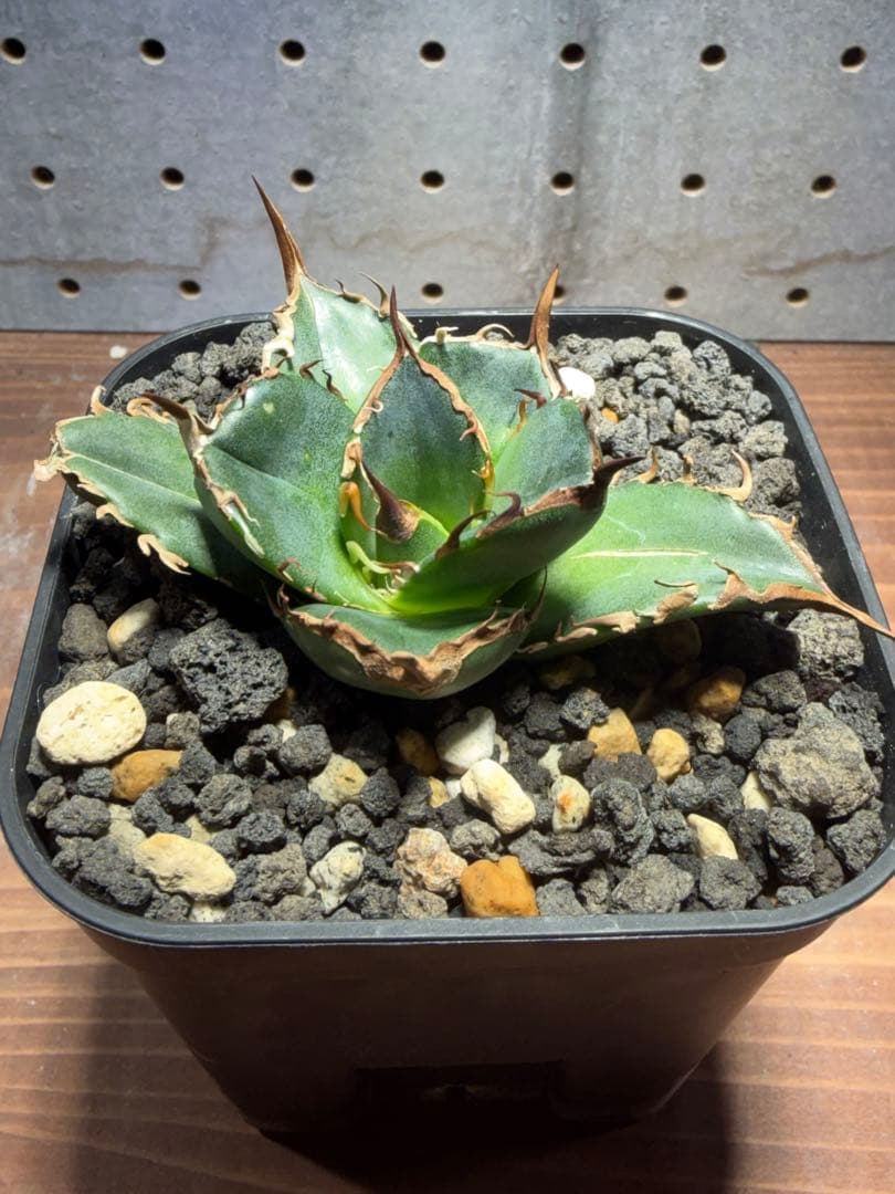 Agave 緑犀牛①