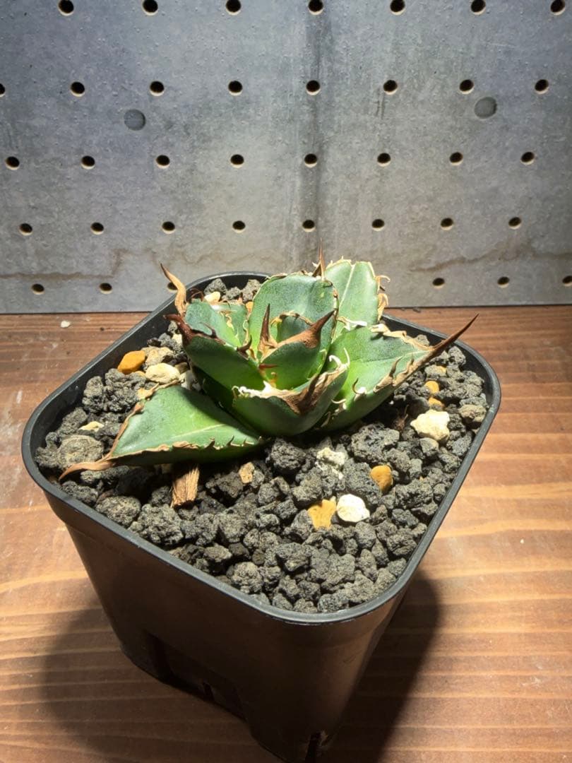Agave 緑犀牛①