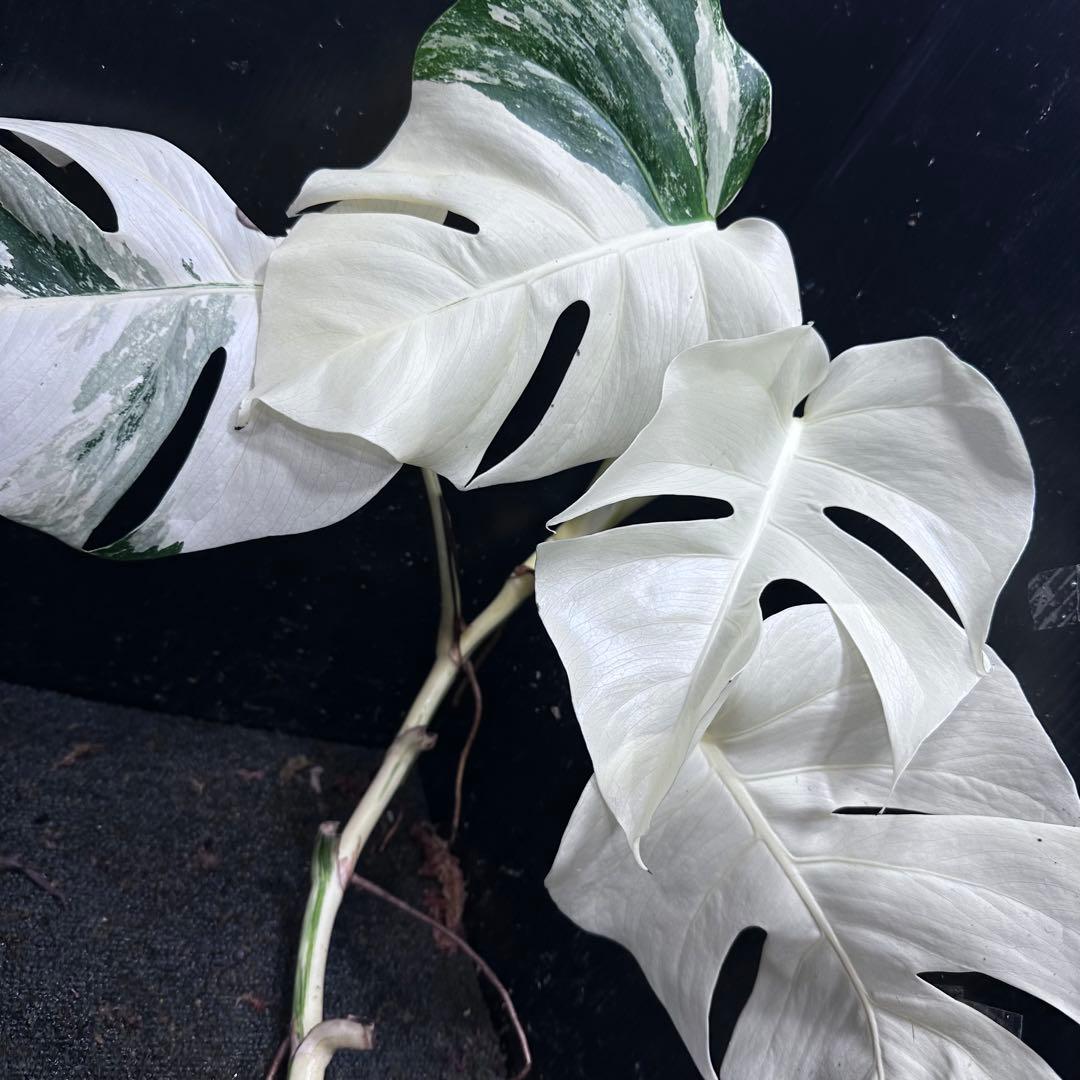 ‪*☆様 斑入りモンステラ極上ホワイトタイガーフルムーンベアルート発根済大株希少