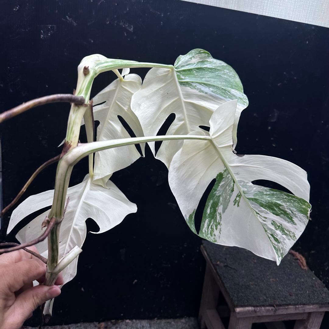 ‪*☆様 斑入りモンステラ極上ホワイトタイガーフルムーンベアルート発根済大株希少
