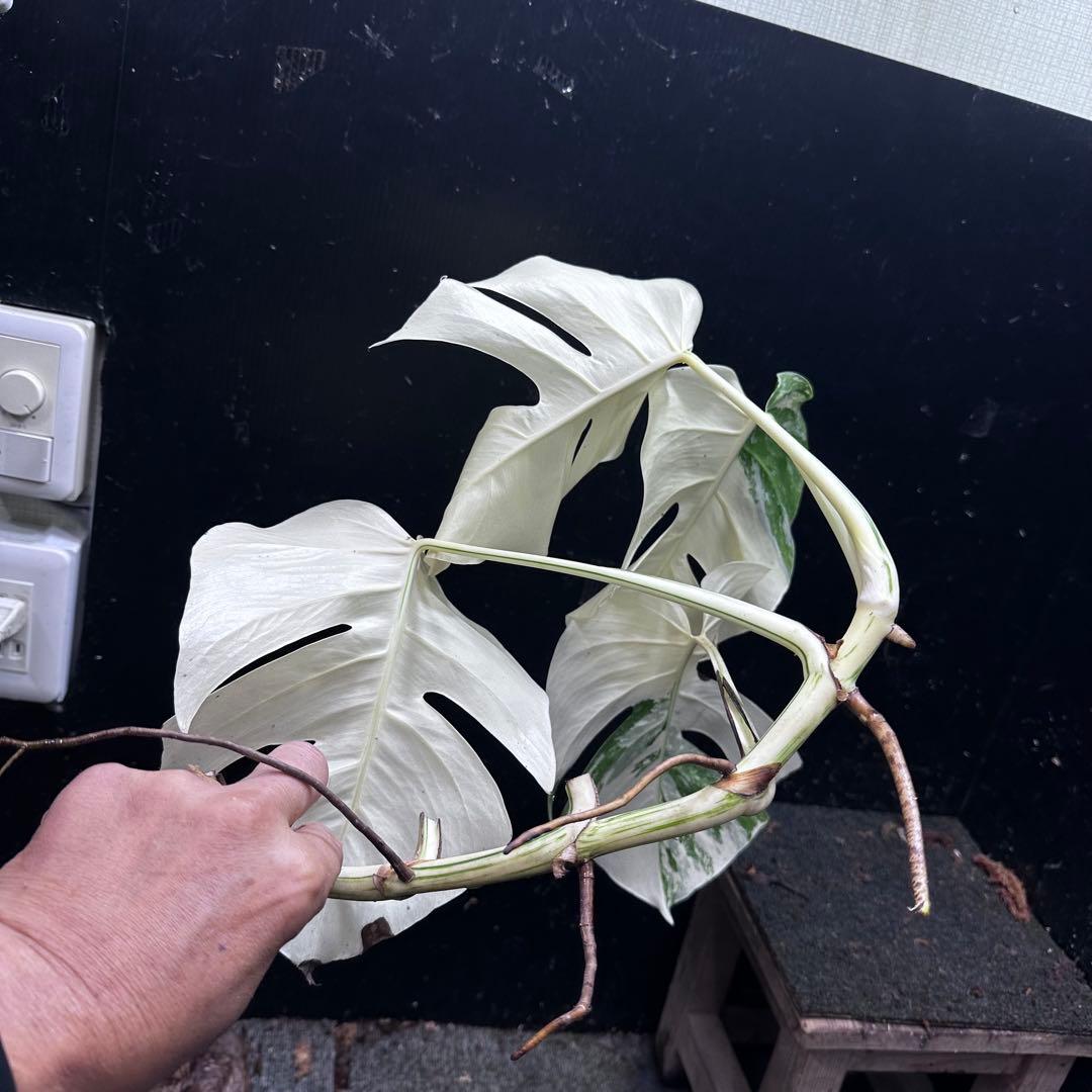 ‪*☆様 斑入りモンステラ極上ホワイトタイガーフルムーンベアルート発根済大株希少