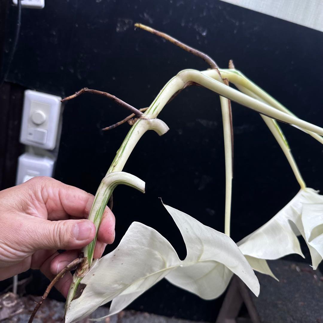 ‪*☆様 斑入りモンステラ極上ホワイトタイガーフルムーンベアルート発根済大株希少
