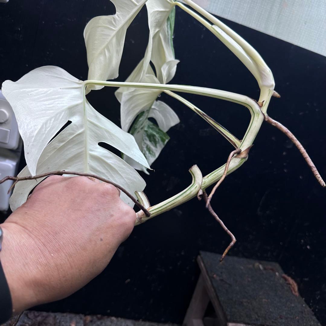 ‪*☆様 斑入りモンステラ極上ホワイトタイガーフルムーンベアルート発根済大株希少
