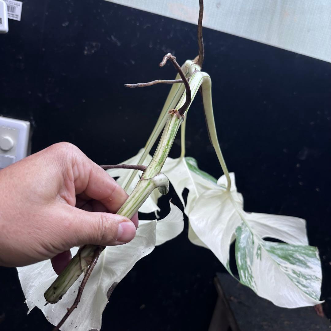 ‪*☆様 斑入りモンステラ極上ホワイトタイガーフルムーンベアルート発根済大株希少