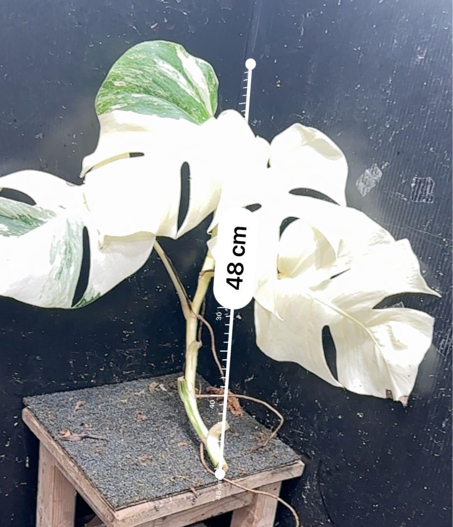 ‪*☆様 斑入りモンステラ極上ホワイトタイガーフルムーンベアルート発根済大株希少