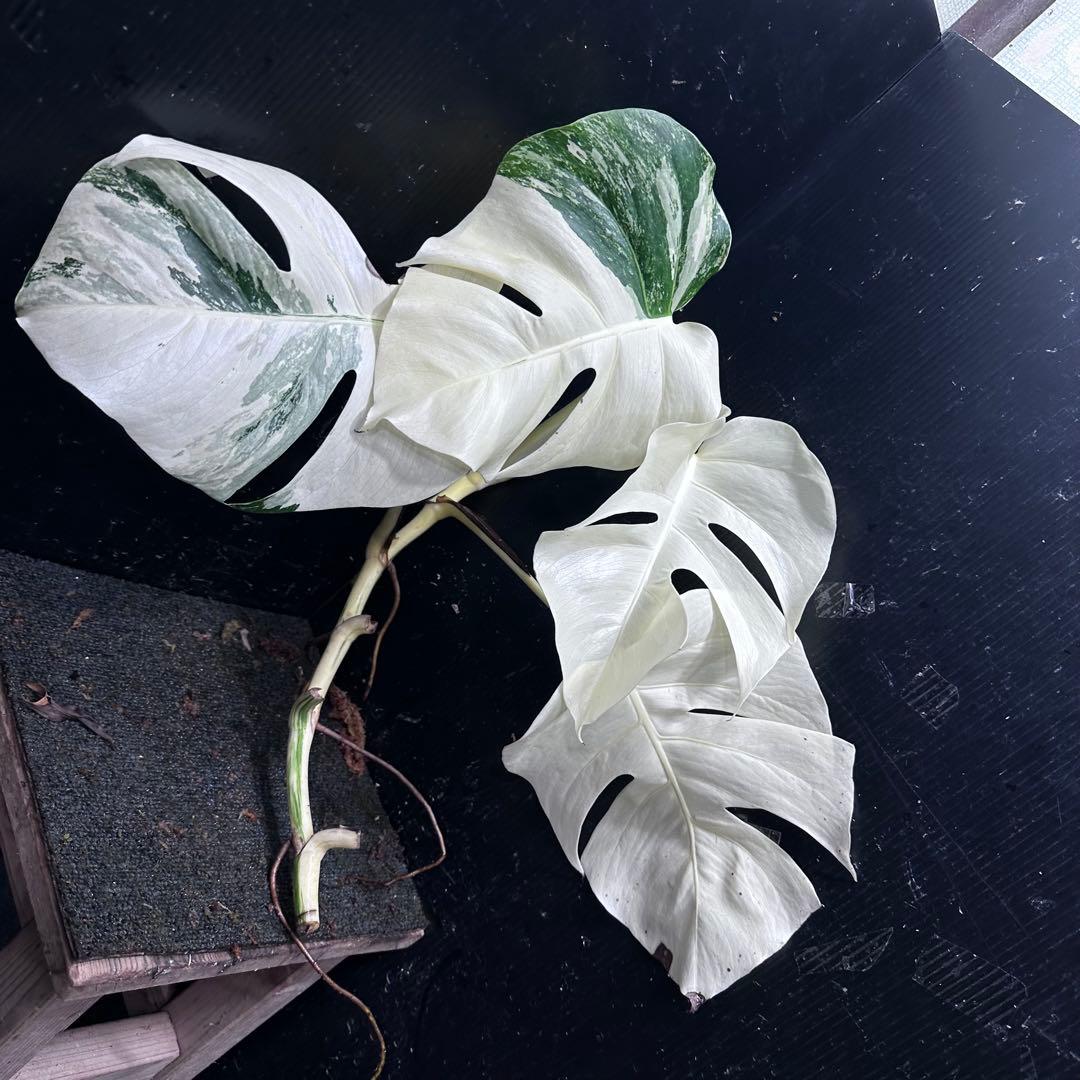 ‪*☆様 斑入りモンステラ極上ホワイトタイガーフルムーンベアルート発根済大株希少