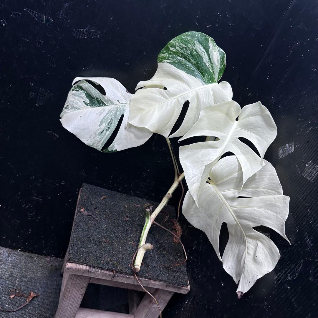 ‪*☆様 斑入りモンステラ極上ホワイトタイガーフルムーンベアルート発根済大株希少