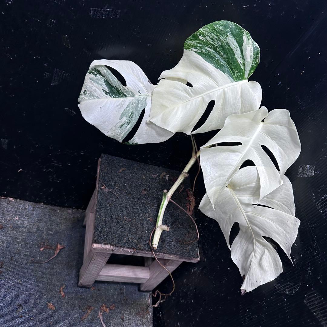 ‪*☆様 斑入りモンステラ極上ホワイトタイガーフルムーンベアルート発根済大株希少