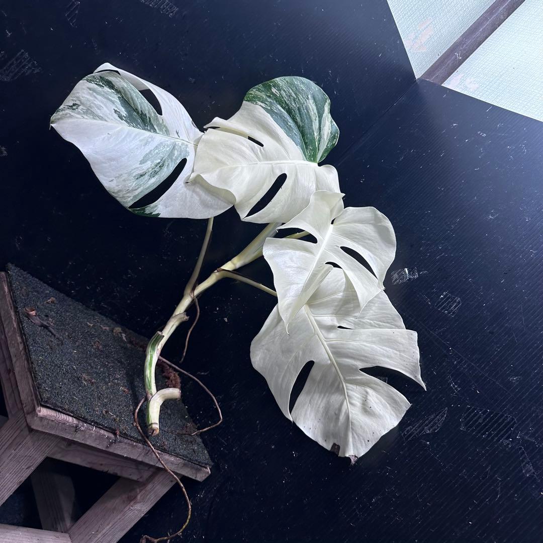 ‪*☆様 斑入りモンステラ極上ホワイトタイガーフルムーンベアルート発根済大株希少