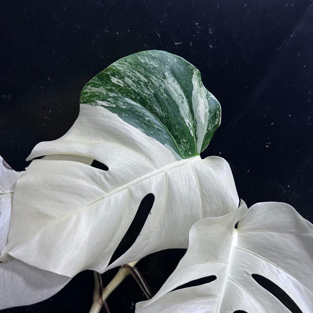 ‪*☆様 斑入りモンステラ極上ホワイトタイガーフルムーンベアルート発根済大株希少