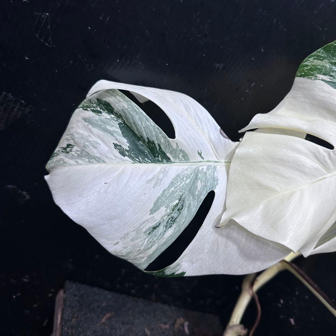 ‪*☆様 斑入りモンステラ極上ホワイトタイガーフルムーンベアルート発根済大株希少